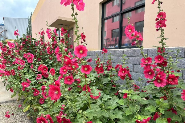 花廊.jpg